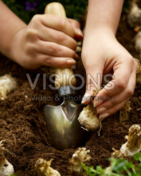 Planting Polianthes tuberosa bulbs Planting Polianthes tuberosa bulbs