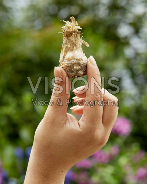 Polianthes tuberosa bol Polianthes tuberosa bol