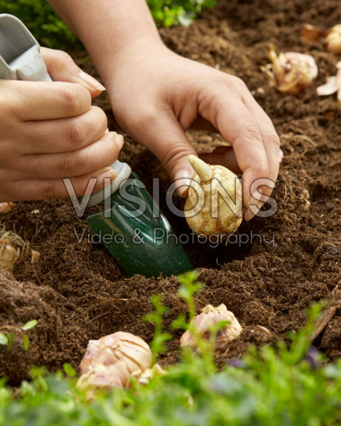 Planting Gladiolus nanus bulbs Planting Gladiolus nanus bulbs