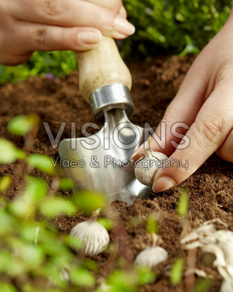 Planting Moraea bulbs Planting Moraea bulbs