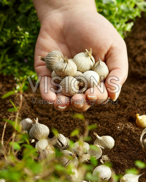 Moraea bollen planten Moraea bollen planten