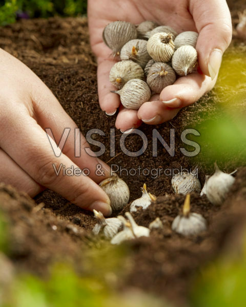 Planting Moraea bulbs