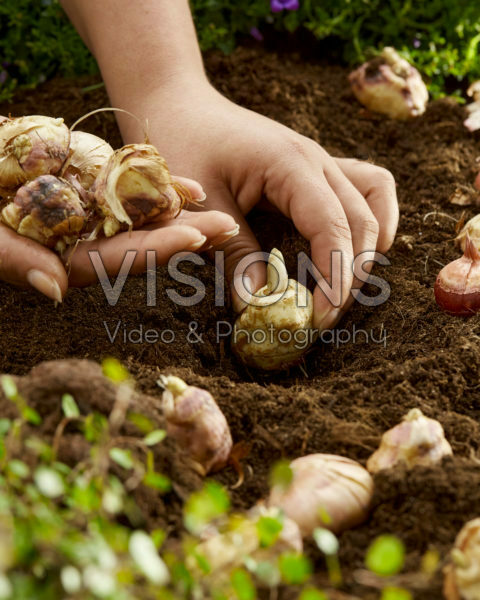 Gladiolus nanus bollen planten Gladiolus nanus bollen planten