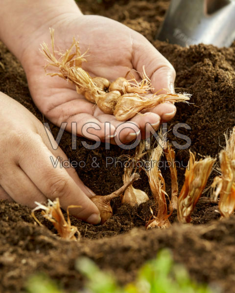 Planting Babiana stricta Planting Babiana stricta