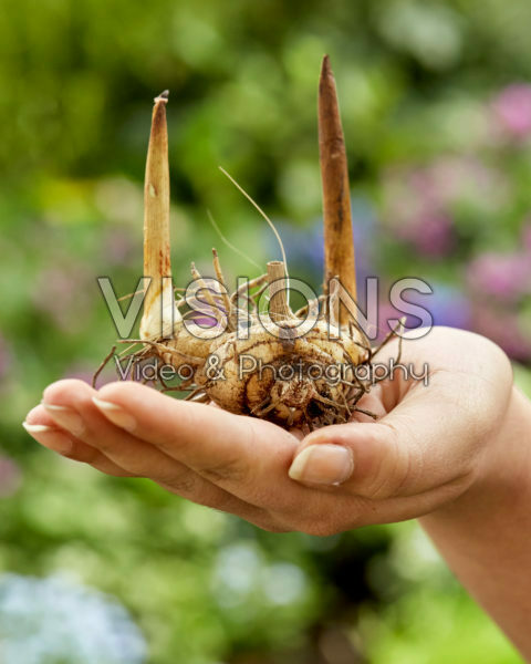 Bletilla Bletilla