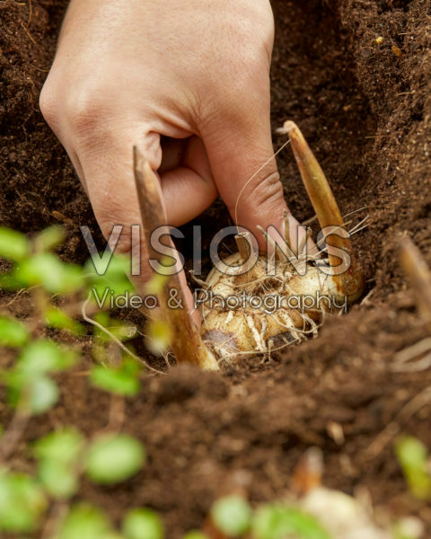 Planting Bletilla Planting Bletilla