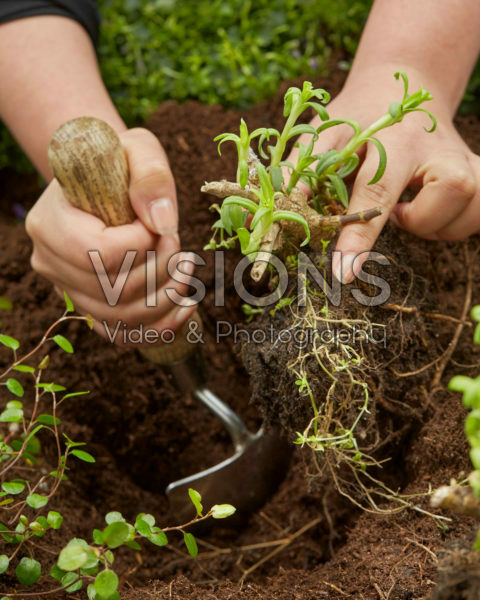 Planting Gypsophila paniculata Planting Gypsophila paniculata