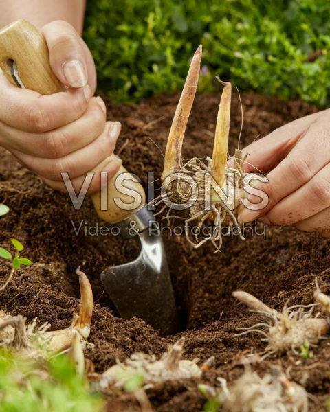 Planting Bletilla Planting Bletilla