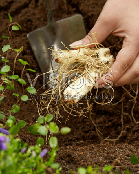 Planting Polygonatum Planting Polygonatum