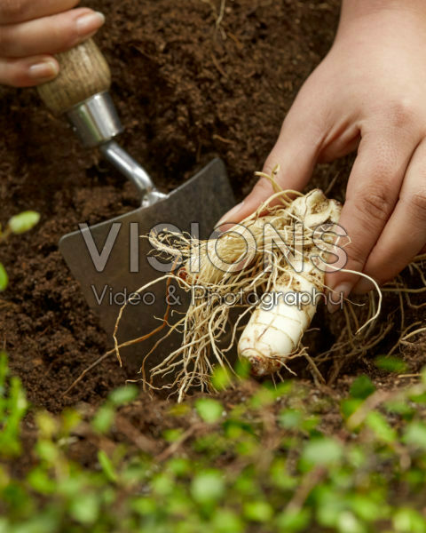 Planting Polygonatum