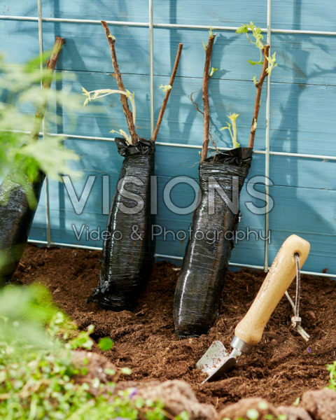 Rubus idaeus uit volle grond planten Rubus idaeus uit volle grond planten