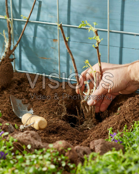 Rubus idaeus uit volle grond planten Rubus idaeus uit volle grond planten
