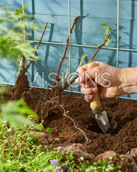 Planting bare rooted Rubus idaeus Planting bare rooted Rubus idaeus