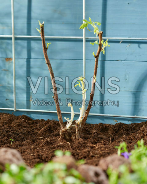Planting bare rooted Rubus idaeus Planting bare rooted Rubus idaeus