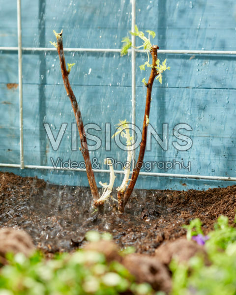 Planting bare rooted Rubus idaeus Planting bare rooted Rubus idaeus
