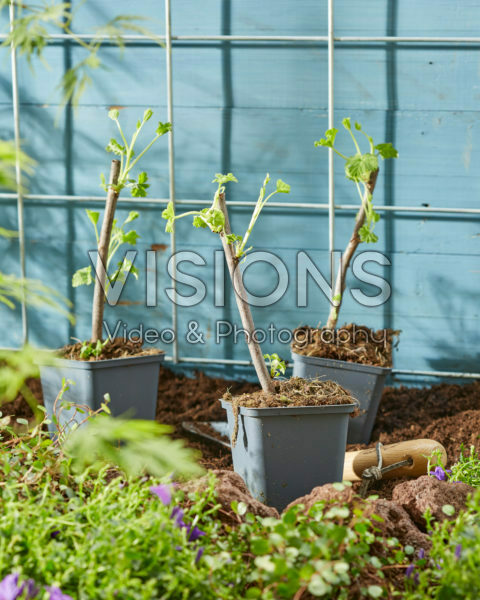 Planting Ribes rubrum Planting Ribes rubrum