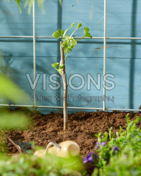 Planting Ribes rubrum Planting Ribes rubrum