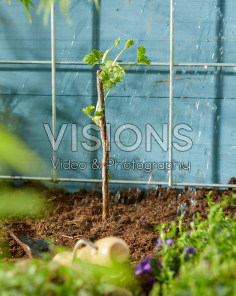 Planting Ribes rubrum Planting Ribes rubrum
