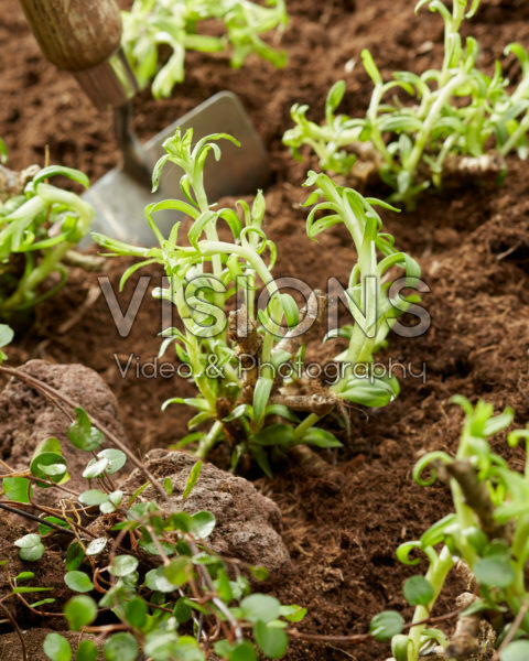 Planting Gypsophila paniculata Planting Gypsophila paniculata