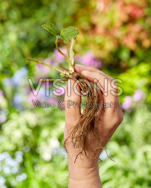 Planting strawberries, Fragaria x ananassa Symphony Planting strawberries, Fragaria x ananassa Symphony