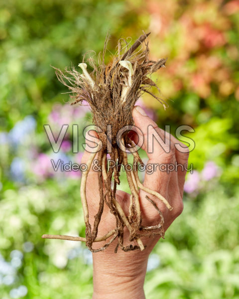 Agapanthus