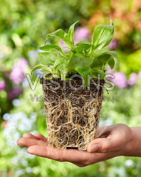 Tricyrtis planten