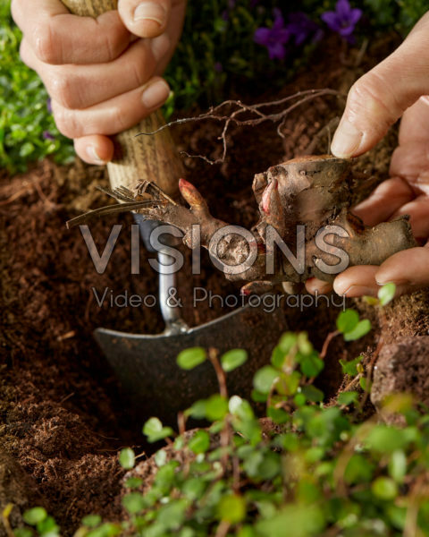 Paeonia planten