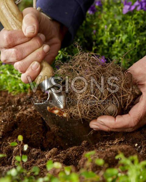 Planting Astilbe japonica Washington Planting Astilbe japonica Washington