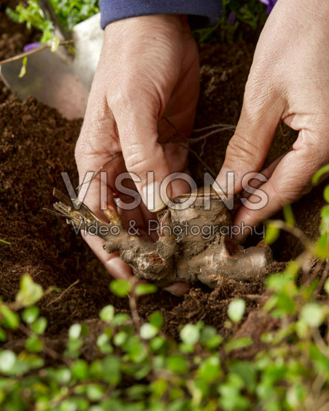 Planting Paeonia Planting Paeonia