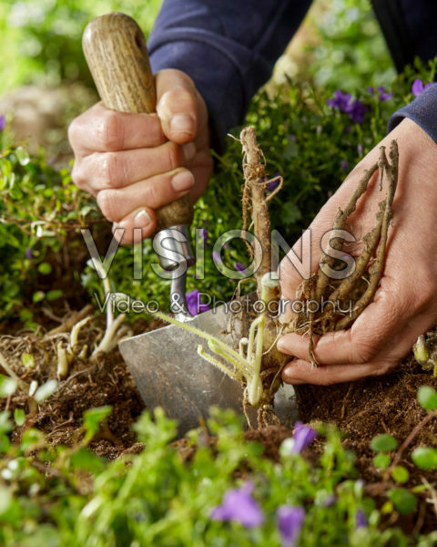 Lupinus planten Lupinus planten