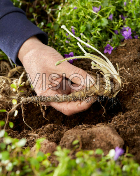 Lupinus planten Lupinus planten