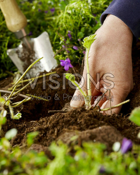 Aardbeien planten, Fragaria x ananassa Symphony Aardbeien planten, Fragaria x ananassa Symphony