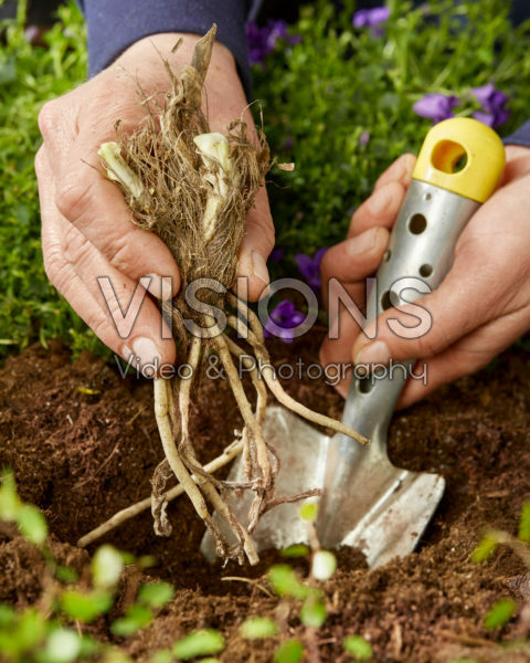 Planting Agapanthus Planting Agapanthus