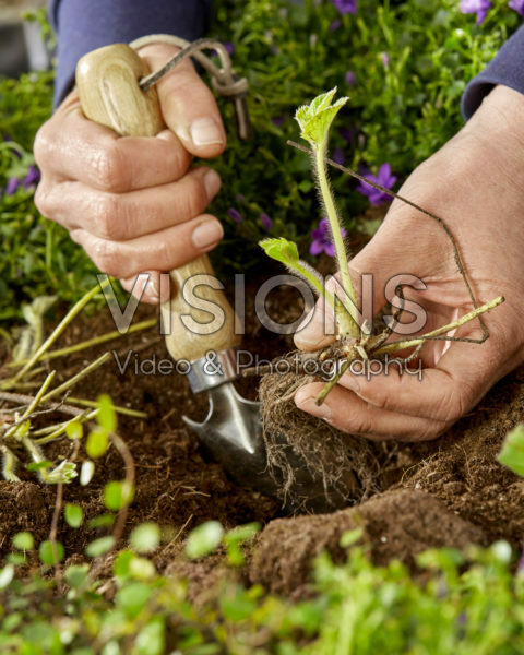 Planting strawberries, Fragaria x ananassa Symphony Planting strawberries, Fragaria x ananassa Symphony