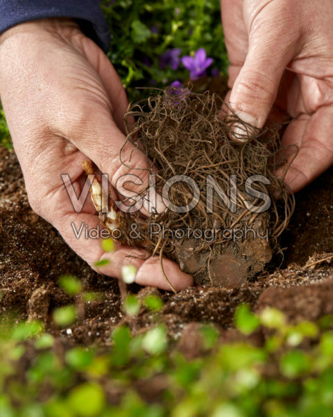 Planting Astilbe japonica Washington Planting Astilbe japonica Washington