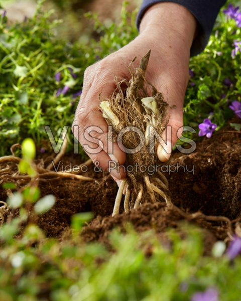 Planting Agapanthus Planting Agapanthus