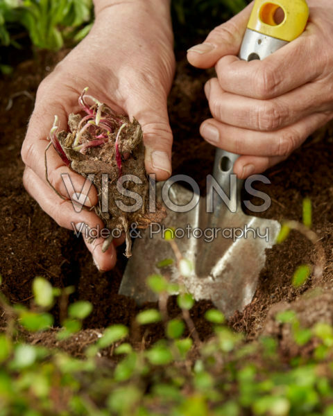 Achillea planten Achillea planten