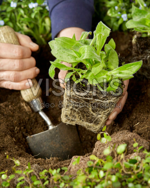 Planting Tricyrtis