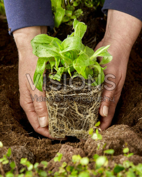 Planting Tricyrtis Planting Tricyrtis