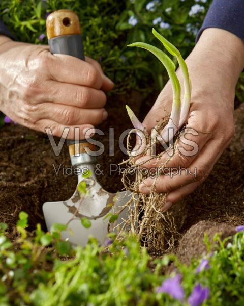 Planting Hosta