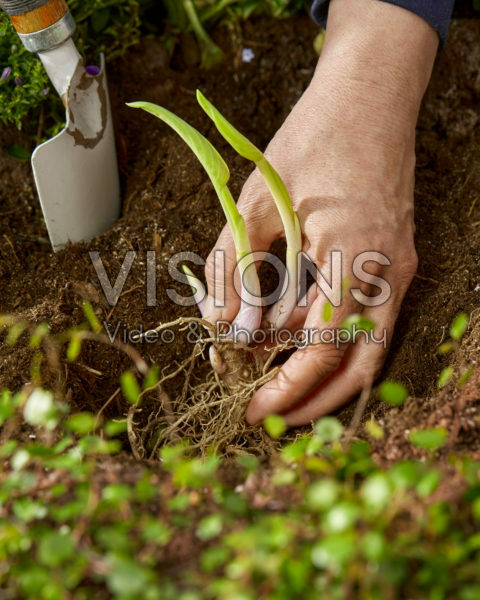 Hosta planten Hosta planten