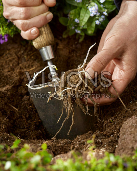 Planting Alstroemeria Planting Alstroemeria