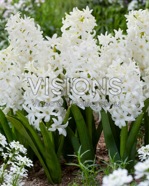 Hyacinthus Carnegie
