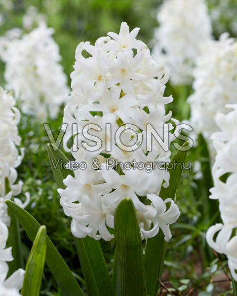 Hyacinthus Carnegie