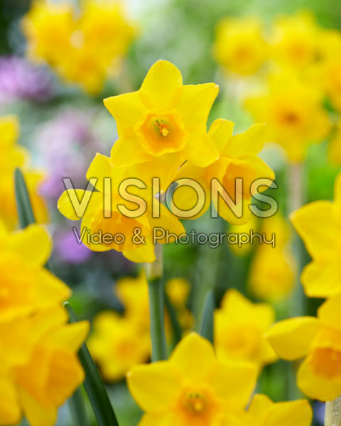 Narcissus PK V1 Narcissus PK V1