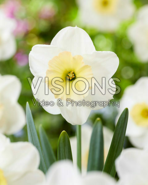 Narcissus PK 1 Narcissus PK 1