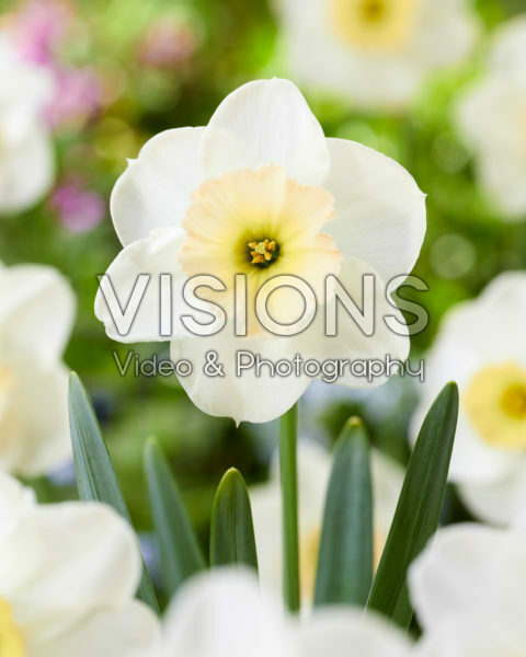 Narcissus PK 1 Narcissus PK 1