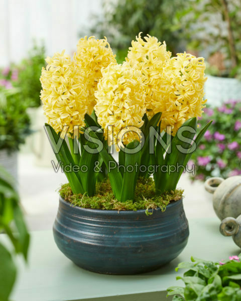 Hyacinthus Golden Crown