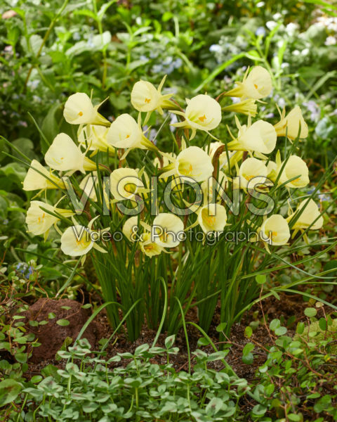 Narcissus Mary Poppins Narcissus Mary Poppins