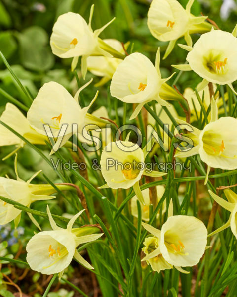 Narcissus Mary Poppins
